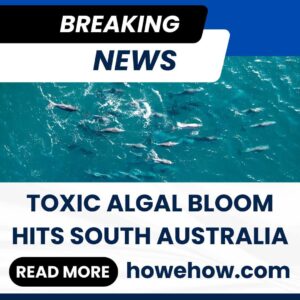 Toxic Algal Bloom Hits South Australia 2 Toxic Algal Bloom Hits South Australia