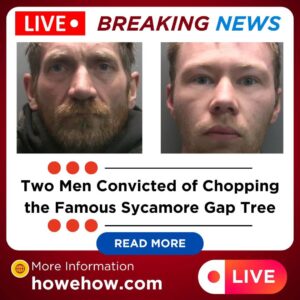 Two Men Convicted of Chopping the Famous Sycamore Gap Tree 2 Two Men Convicted of Chopping the Famous Sycamore Gap Tree